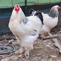 Coppia Brahma, 4 Moroseta e gallo Livornese