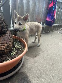 Cane lupo americano
