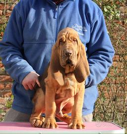 Bloodhound cuccioli