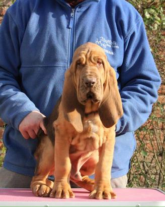 Bloodhound cuccioli