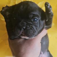 Bulldog francese nero bringe