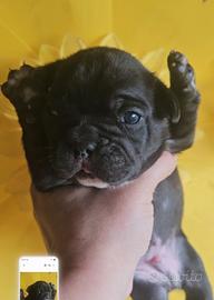Bulldog francese nero bringe