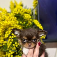 Chihuahua
