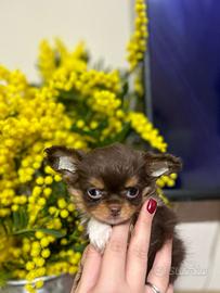 Chihuahua