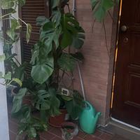 Talee filodendro monstera