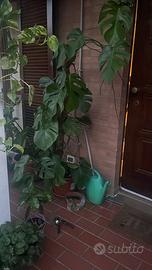 Talee filodendro monstera