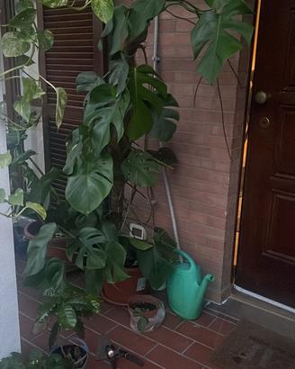 Talee filodendro monstera