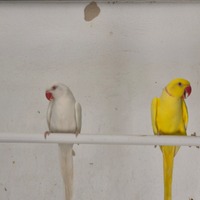 Coppie riproduttive pappagalli