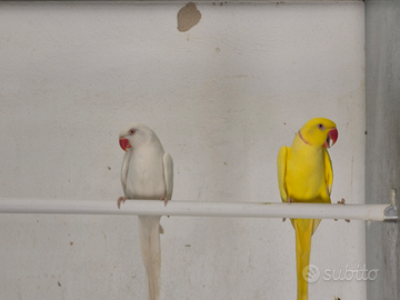 Coppie riproduttive pappagalli