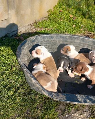 Amstaff