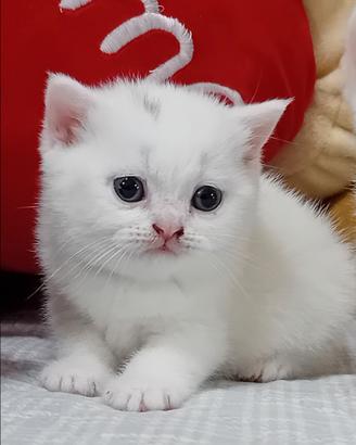 Cuccioli british shorthair