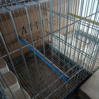 pappagalliere/trasportini