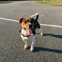 Jack Russel Terrier