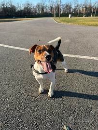 Jack Russel Terrier