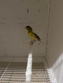 3 canarini timbrado spagnolo 2025