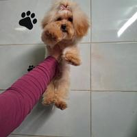 Maltipoo femminuccia taglia teacup