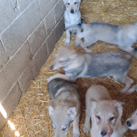 Cuccioli di lupo cecoslovacco