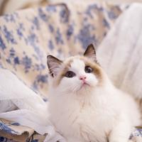 Ragdoll femmina con pedigree