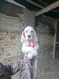 Cuccioli Setter Inglese