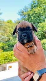Cuccioli Boxer