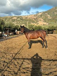 Cavalla