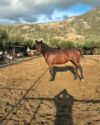 Cavalla