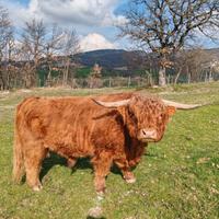 Toro vitello highland scozzese