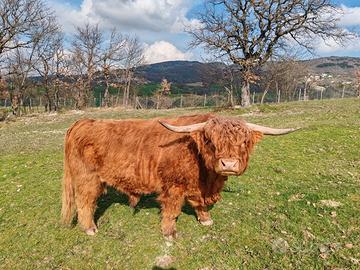 Toro vitello highland scozzese