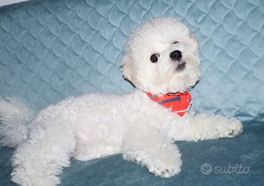 Cagniolini, cuccioli Bichon a poil frisè
