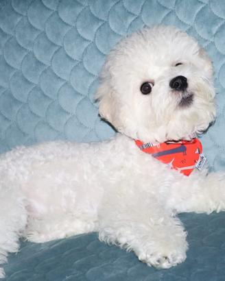 Cagniolini, cuccioli Bichon a poil frisè