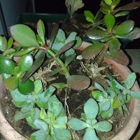  talee di crassula ovata e crassula ondulata 