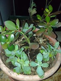  talee di crassula ovata e crassula ondulata 