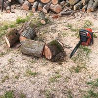 lavori di abbattimento e pulizia 