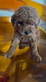 Barboncino Toy e mini toy