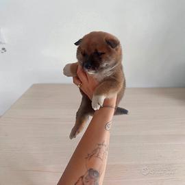 Shiba Inu con pedigree enci