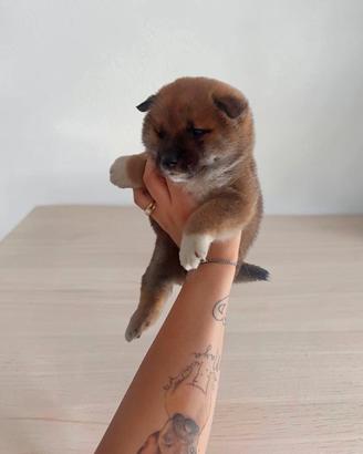 Shiba Inu con pedigree enci