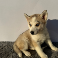 Siberyan Husky con Pedigree