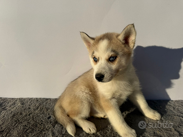 Siberyan Husky con Pedigree