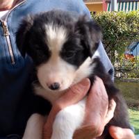 Cuccioli Border Collie