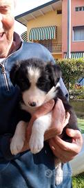 Cuccioli Border Collie