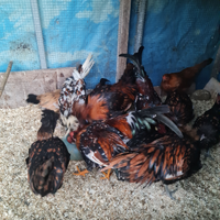 Padovane di razza pura e galletti millefiori