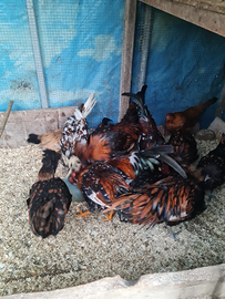 Padovane di razza pura e galletti millefiori