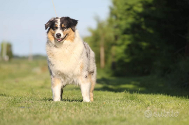 Pastore Australiano