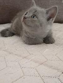 British Shorthair