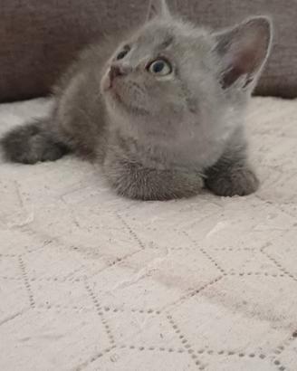 British Shorthair