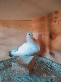 colombi canario