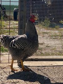 Gallo Amrocks