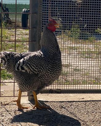 Gallo Amrocks