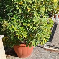 pianta in vaso schefflera molto grande