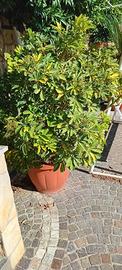 pianta in vaso schefflera molto grande